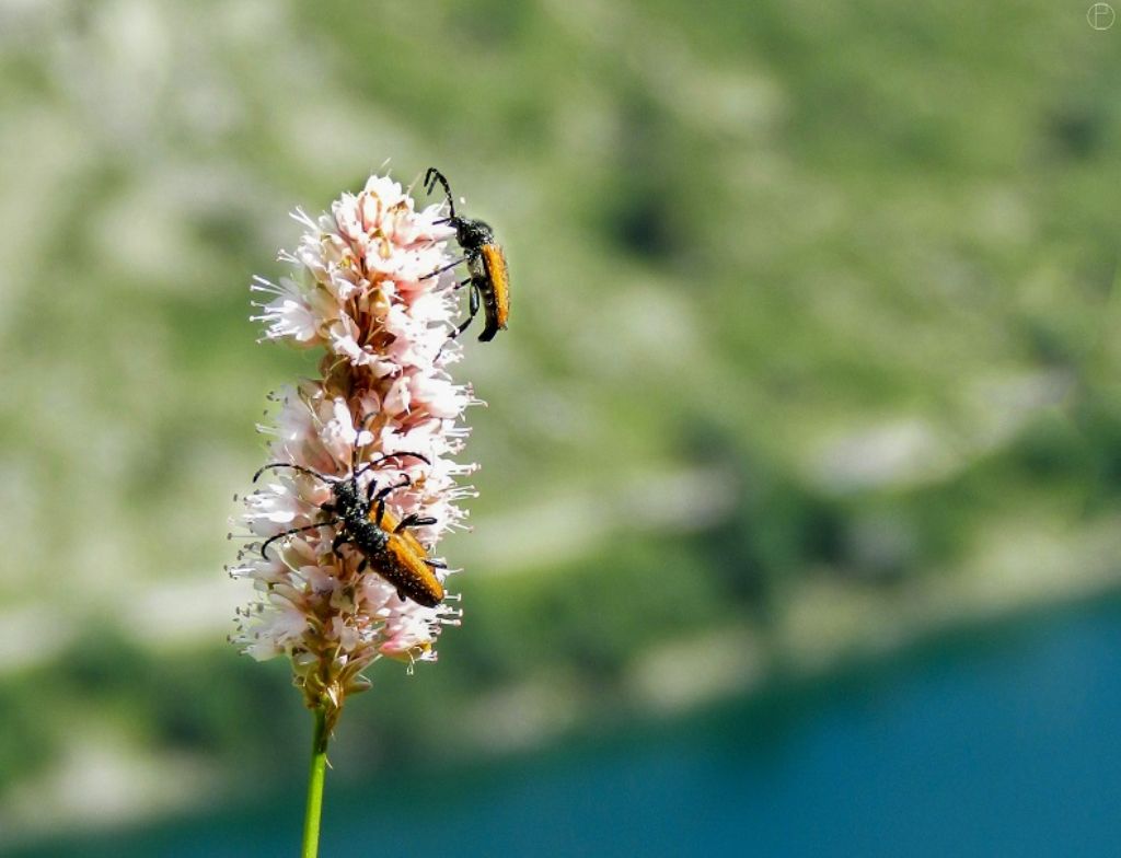 Cerambycidae: cfr. Paracorymbia hybrida