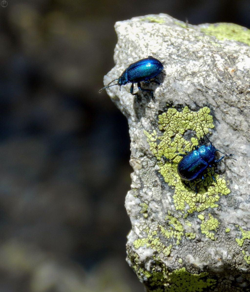 Chrysomelidae:  Oreina sp.