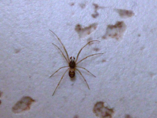 Steatoda triangulosa