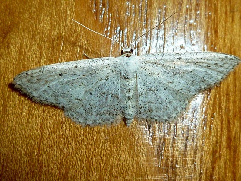 Falena id