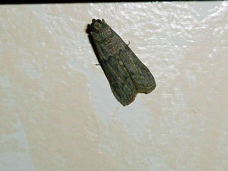 Falena id 2