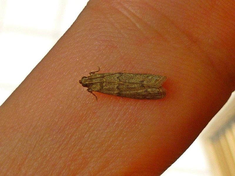 Falena id 2