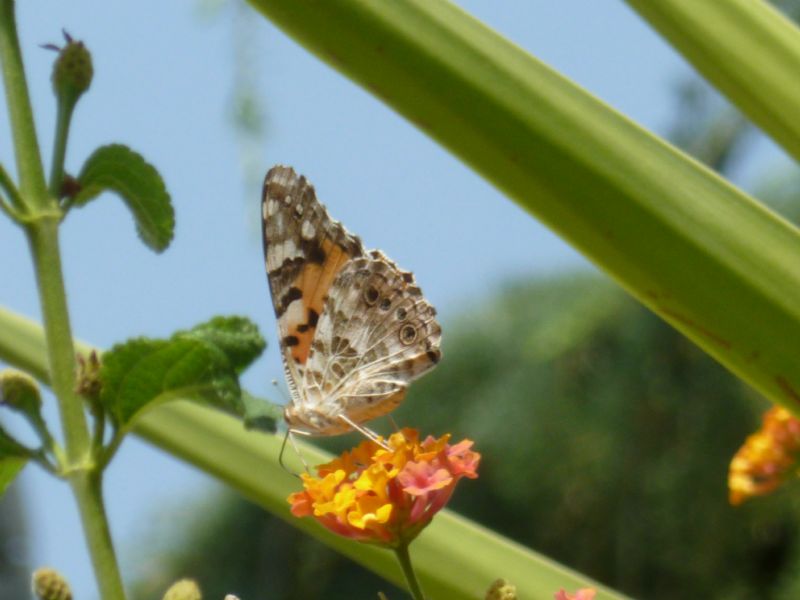 Farfalle id