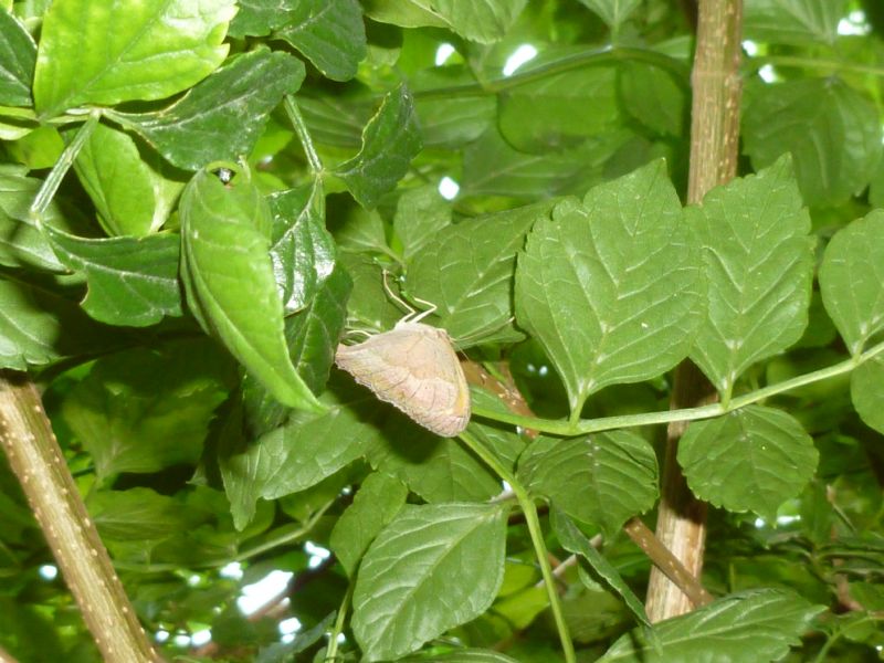 Farfalle id