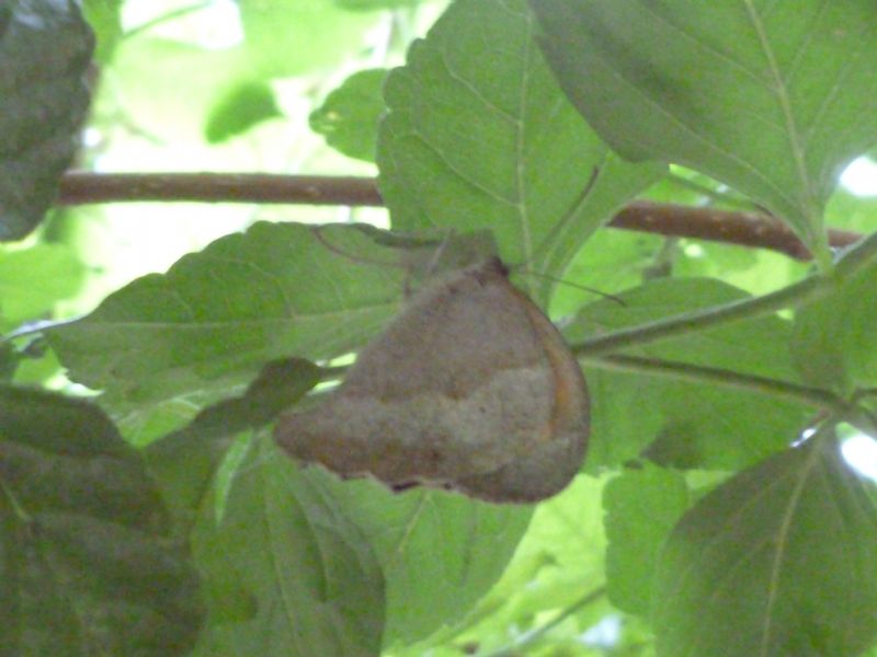Farfalle id
