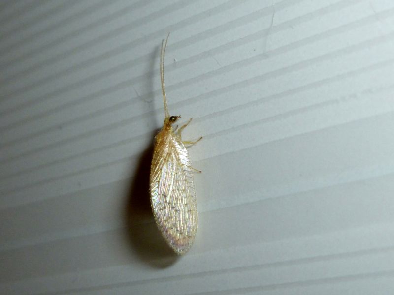 Hemerobiidae:  Hemerobius micans