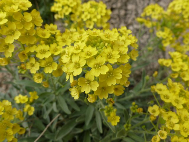 Aurinia saxatilis subsp. megalocarpa/ Alisso sassicolo