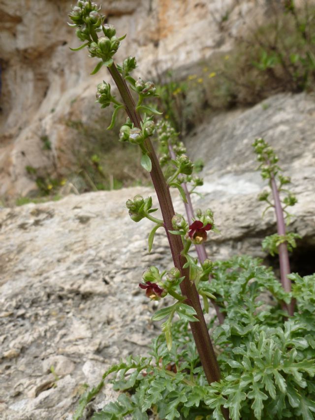 Scrophularia lucida / Scrofularia pugliese