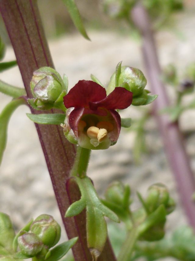 Scrophularia lucida / Scrofularia pugliese