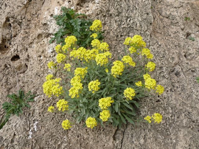 Aurinia saxatilis subsp. megalocarpa/ Alisso sassicolo