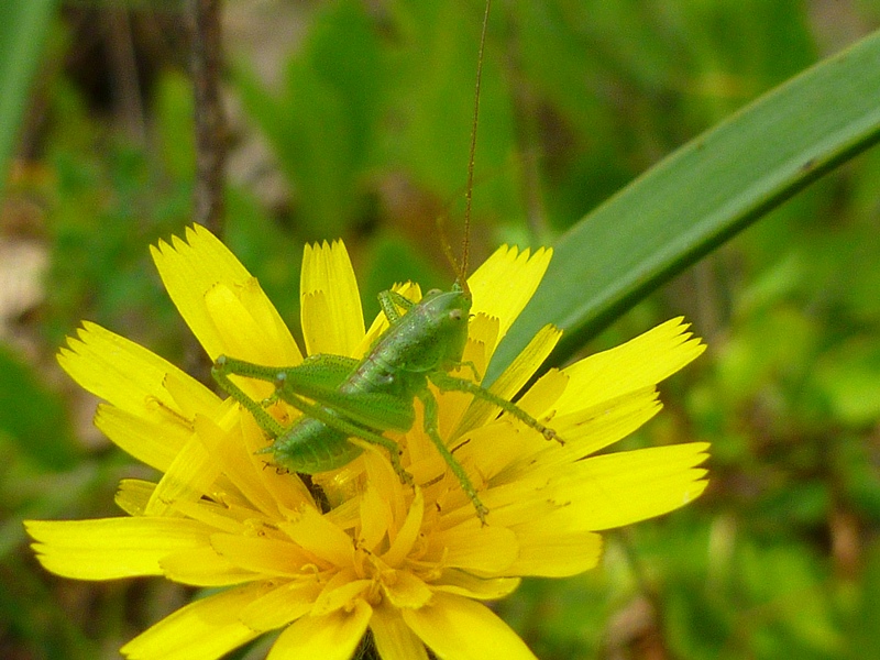 Neanidi di Tettigonia sp.