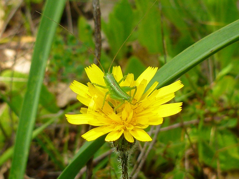 Neanidi di Tettigonia sp.