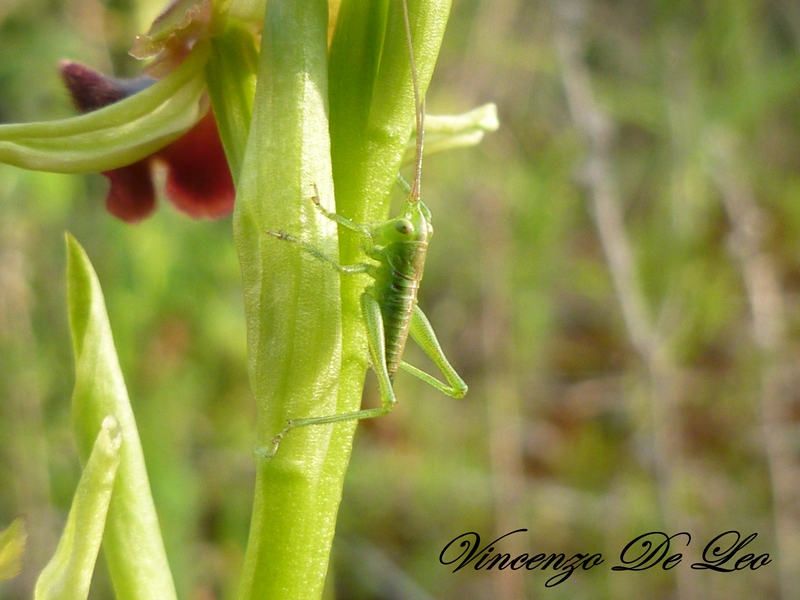 Neanidi di Tettigonia sp.