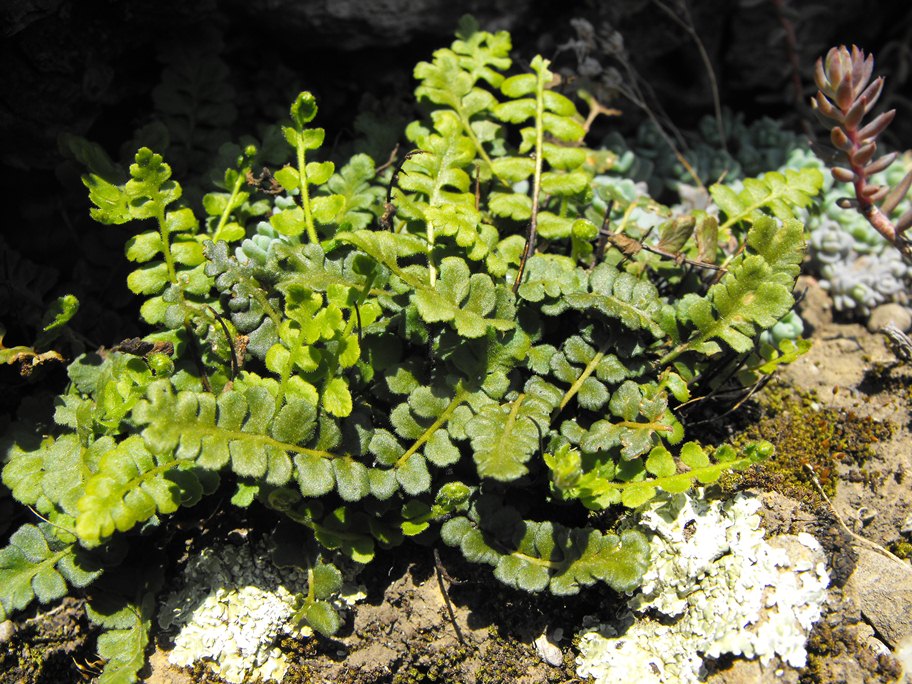 Asplenium petrarchae / Asplenio ghiandoloso