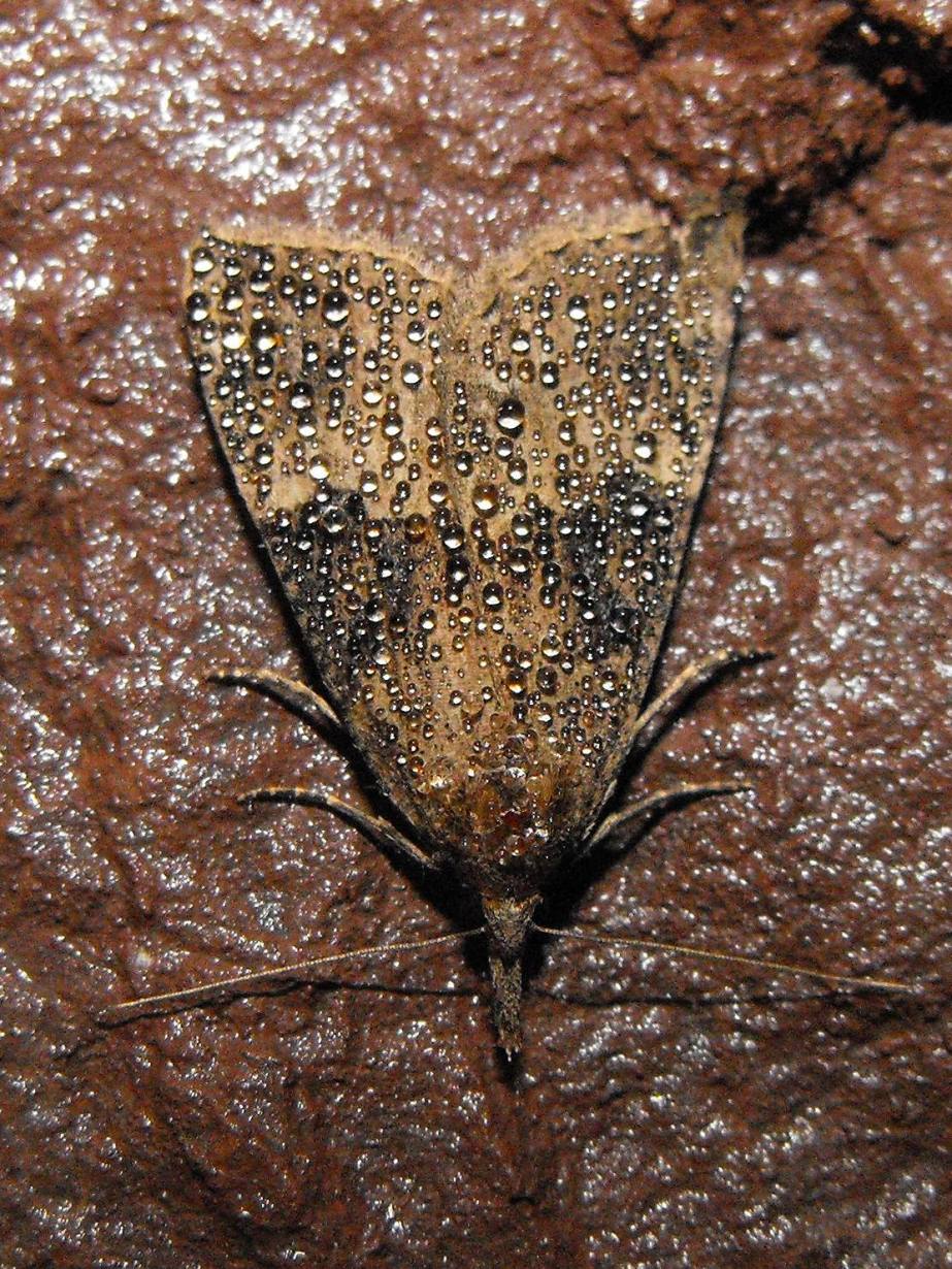 Farfallina di miniera da identificare