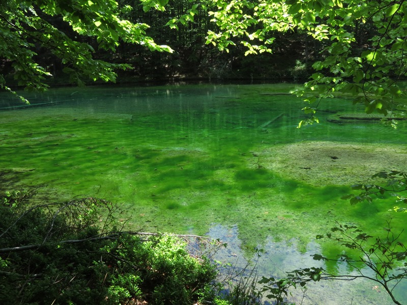 Riserva Naturale Orientata Agoraie di Sopra  Moggetto