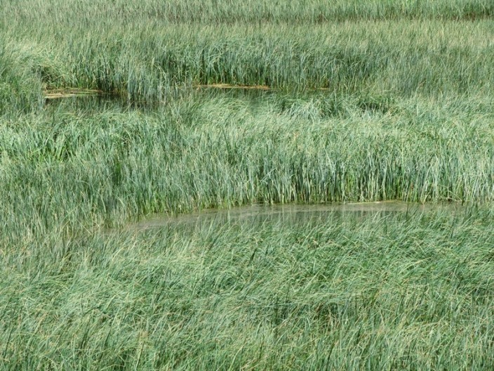 Riserva Naturale Orientata Agoraie di Sopra  Moggetto