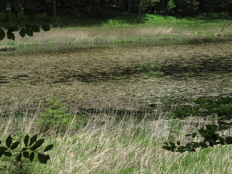 Riserva Naturale Orientata Agoraie di Sopra  Moggetto