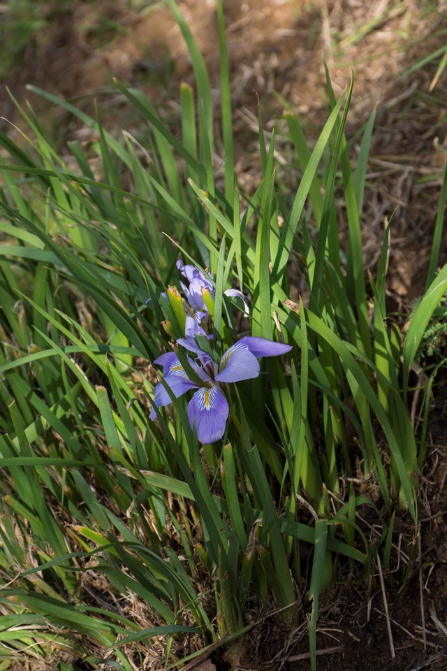 Iris unguicularis