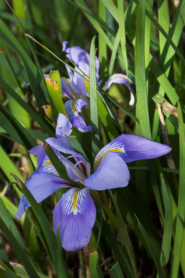 Iris unguicularis