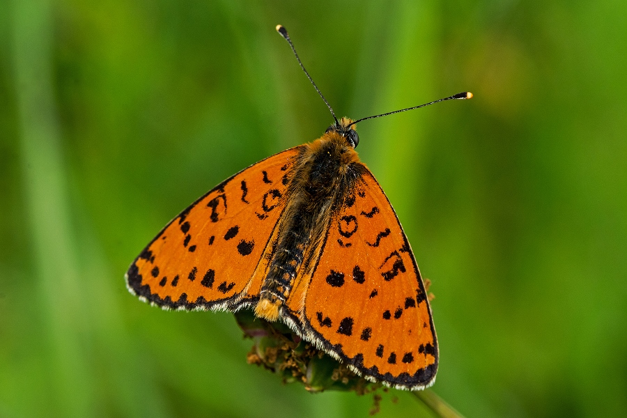 Da determinare: Melitaea didyma - Nymphalidae