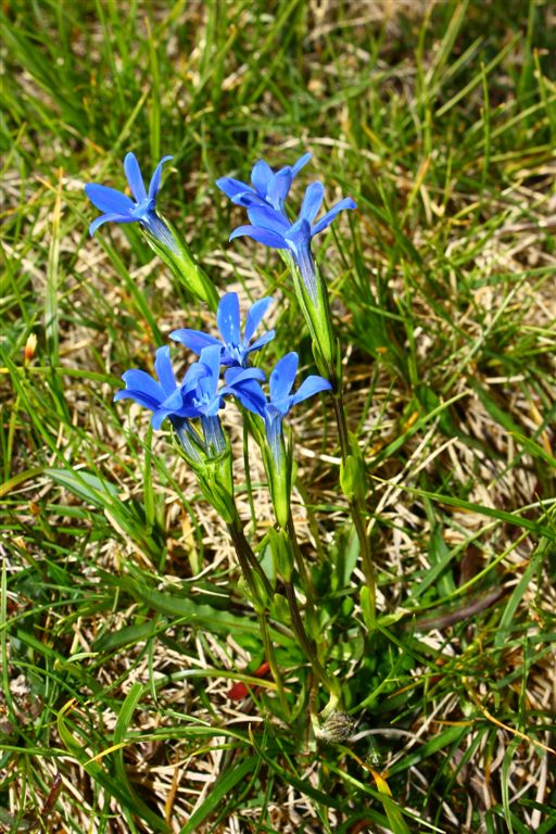 Gentiana rostanii