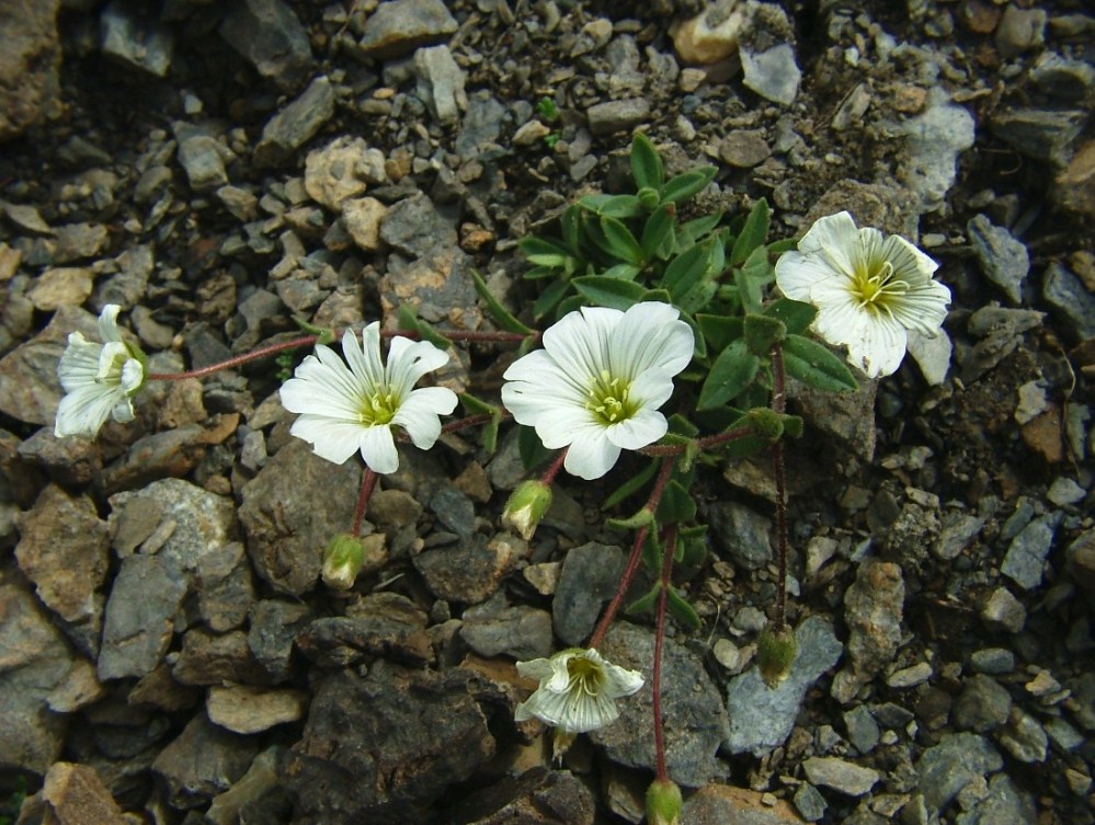 Cerastium latifolium / Cerastio a foglie larghe