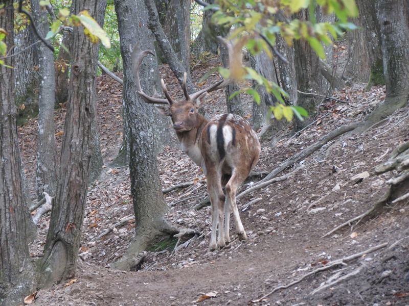Daino: colorazione del mantello e altro...