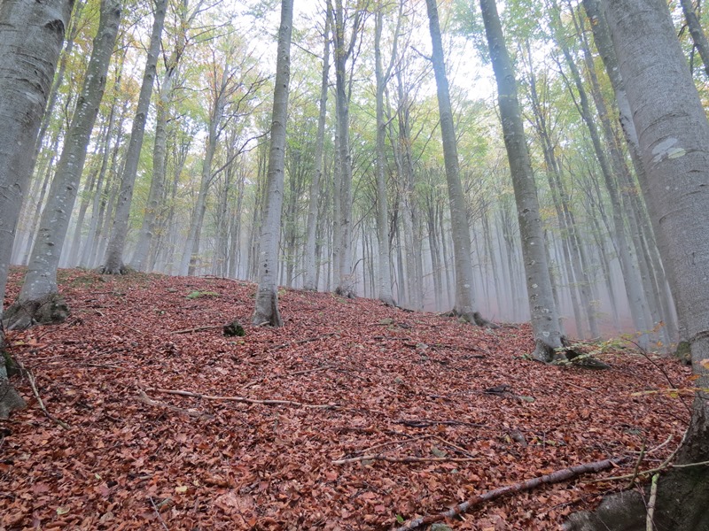 Anello della Faggeta del Monte Zatta (Appennino Ligure)