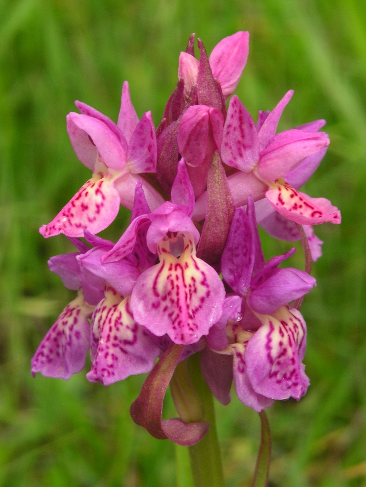 Ibrido D. incarnata x D. sambucina ???