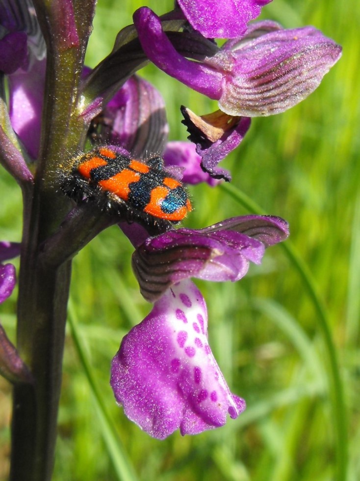 Trichodes apiarius? No. Trichodes alvearius