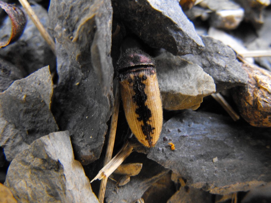 Da determinare - Acmaeodera pilosellae ssp. pilosellae