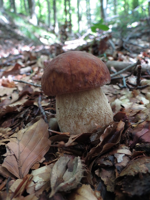 Boletus da determinare