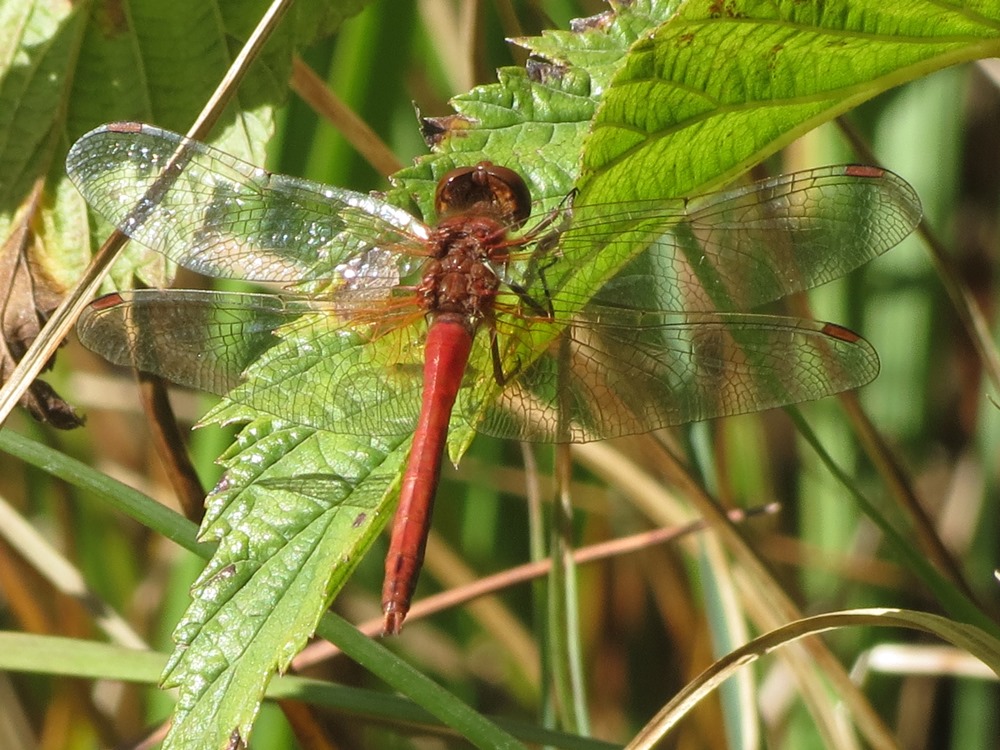 Sympetrum da determinare: S. flaveolum