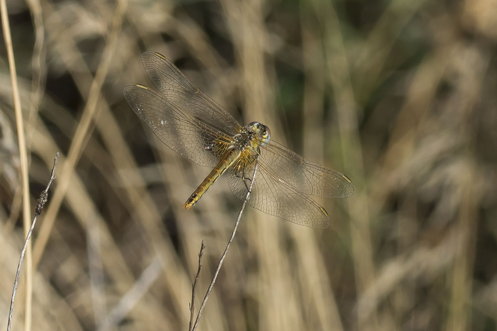 Sympetrum fonscolombii, femmina