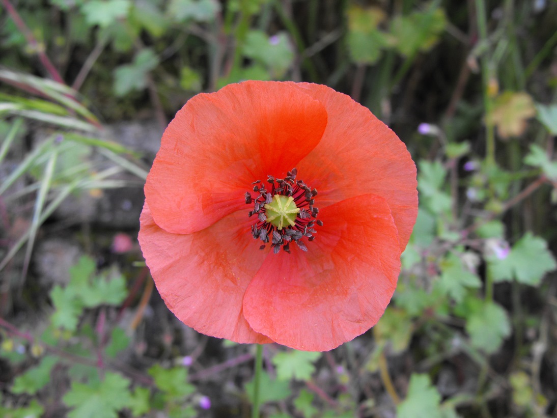 Papaver rhoeas / Papavero comune