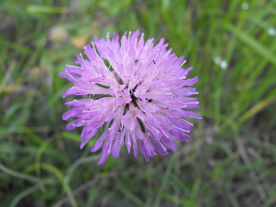 Knautia sp.