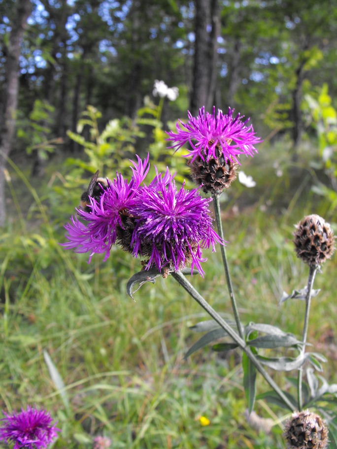 Centaurea scabiosa subsp. alpestris / Fiordaliso alpestre