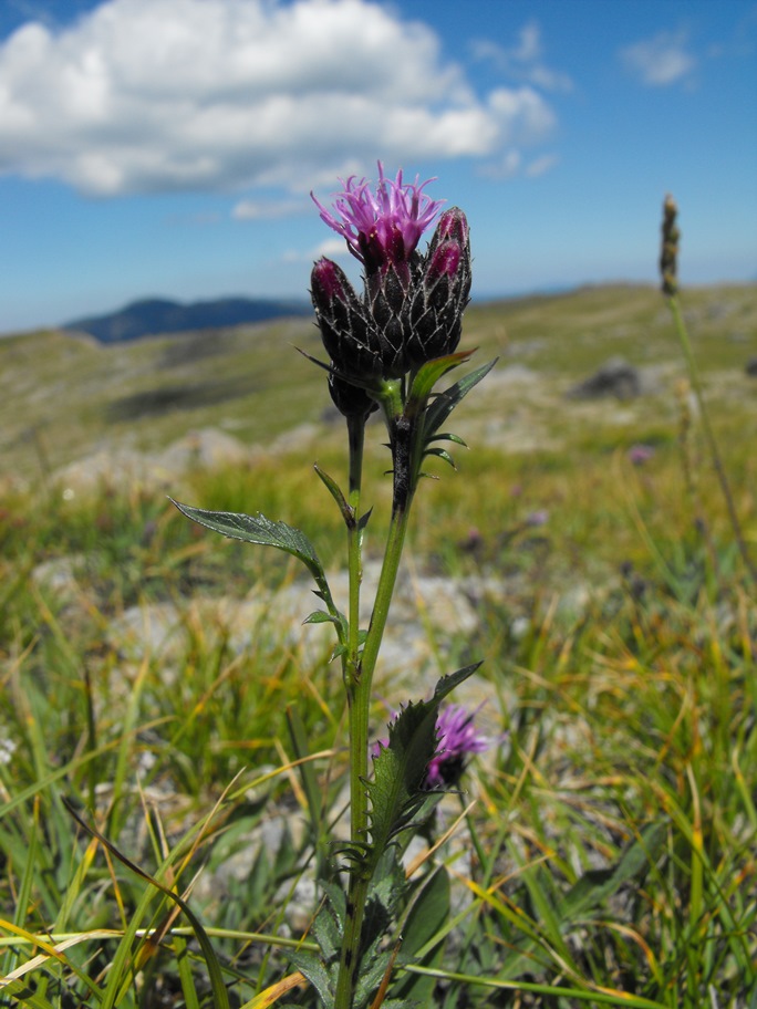 Serratula tinctoria / Cerretta comune