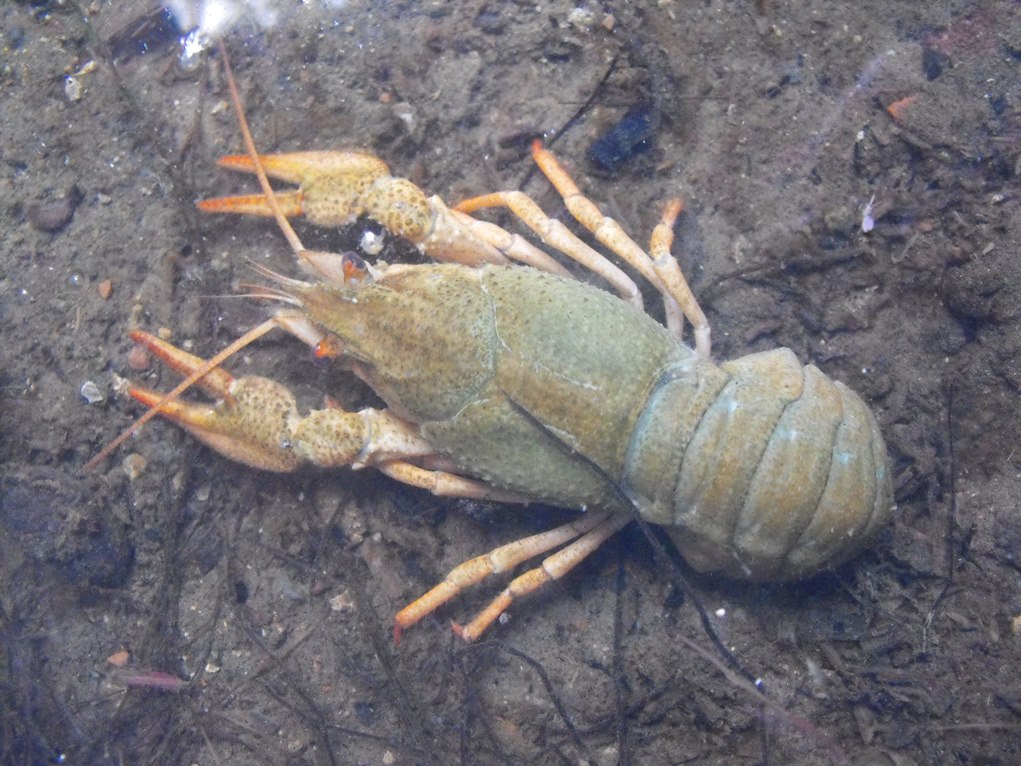 Austropotamobius sp.