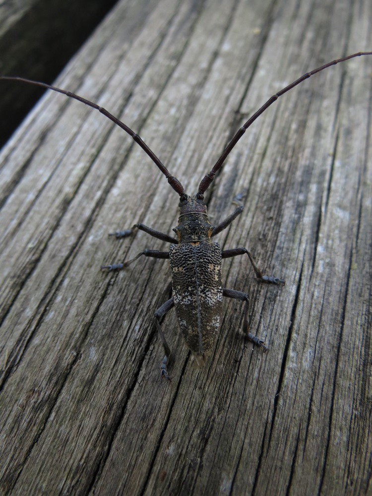 Monochamus galloprovincialis, Cerambycidae