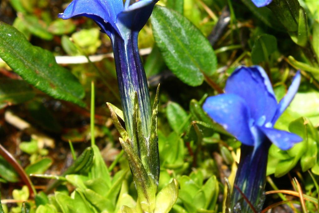 Gentiana da determinare - Gentiana cfr. brachyphylla