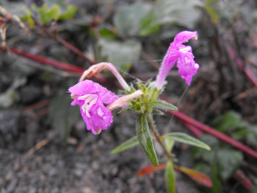 Galeopsis? quale specie? Galeopsis cfr. angustifolia