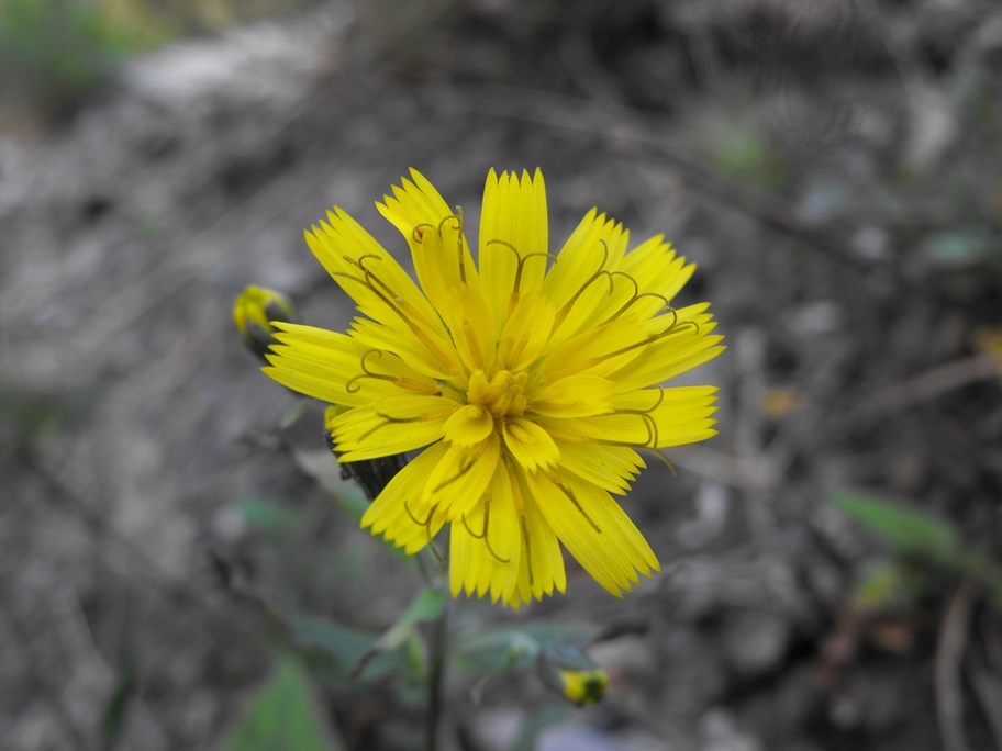 Hieracium sp.