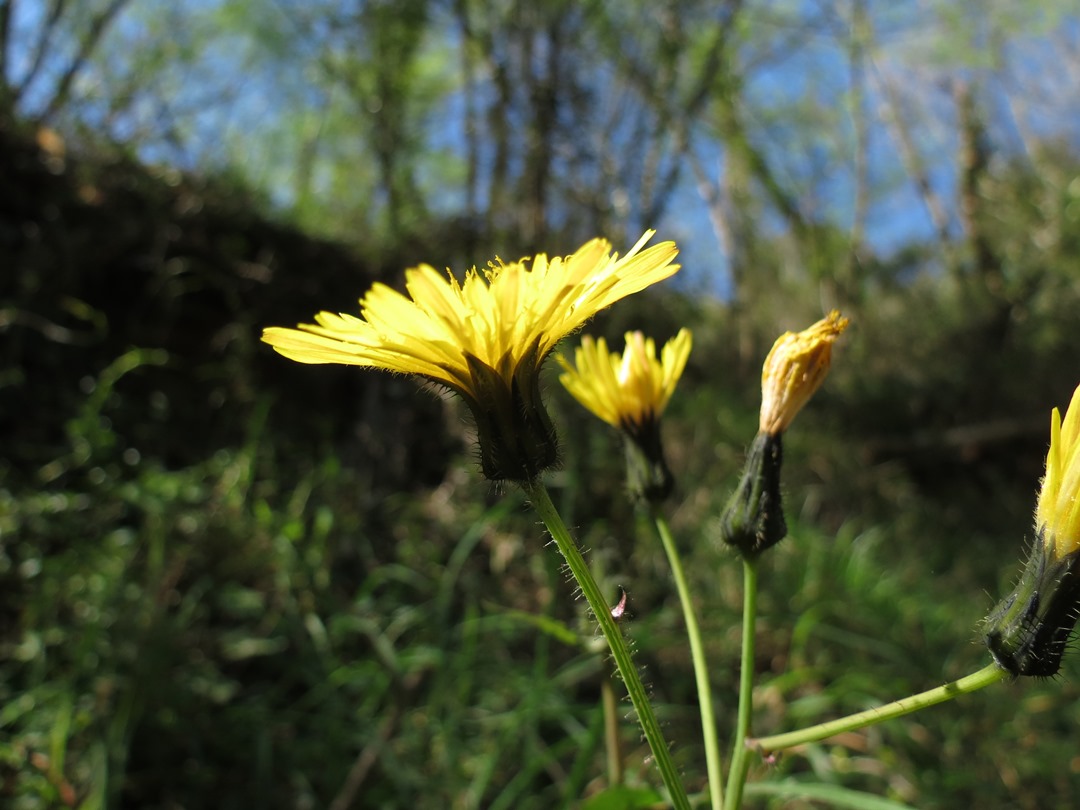 Asteracea - Soncus sp.
