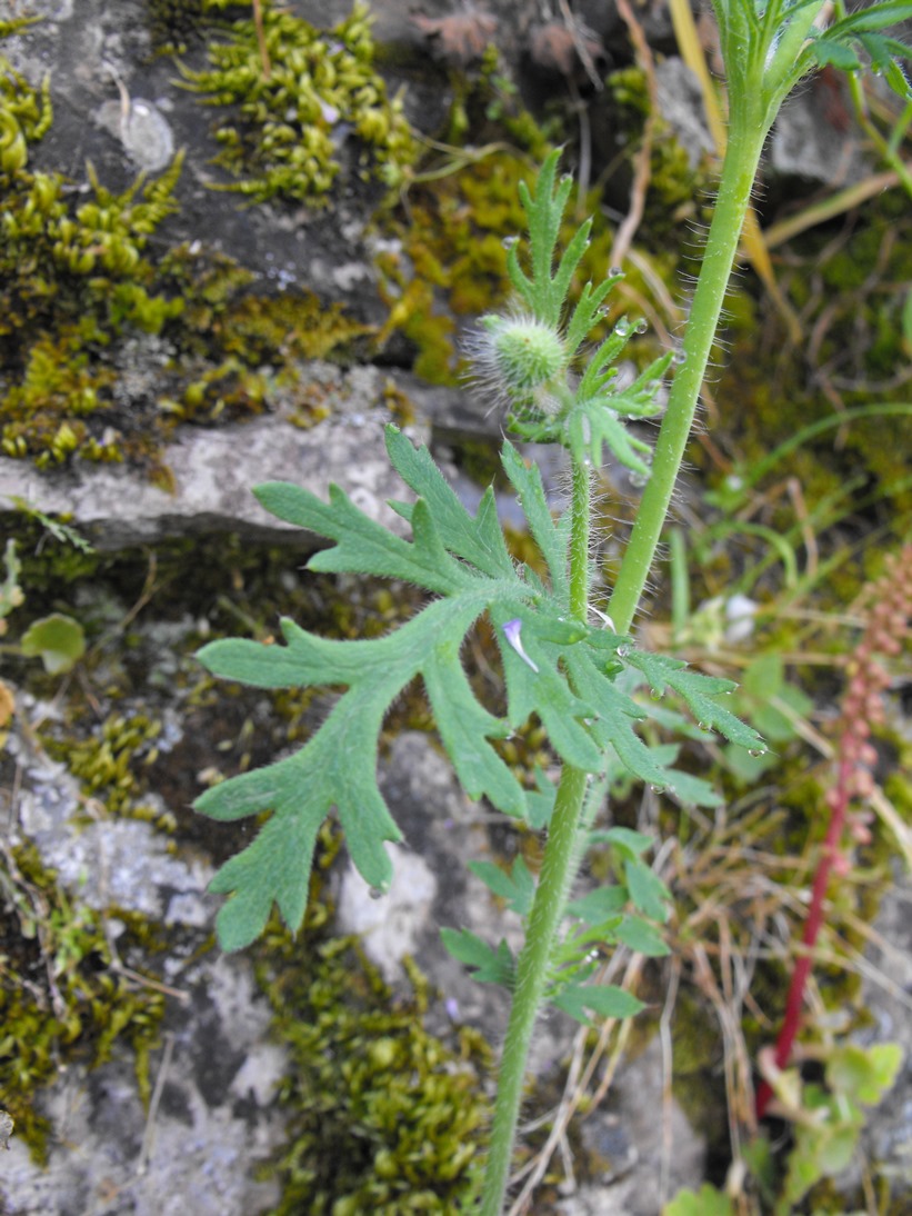 Papaver rhoeas / Papavero comune