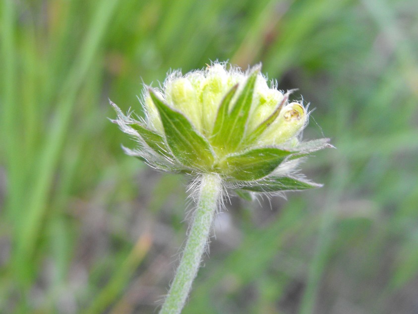 Knautia sp.