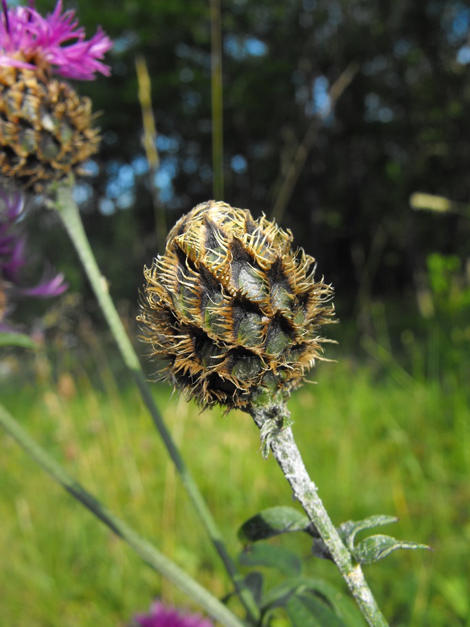 Centaurea scabiosa subsp. alpestris / Fiordaliso alpestre