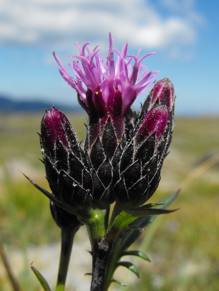 Serratula tinctoria / Cerretta comune