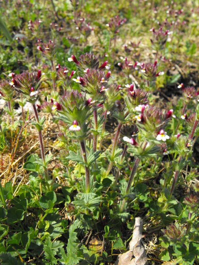 Parentucellia latifolia